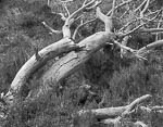 Glen Affric, Scotland, 1977