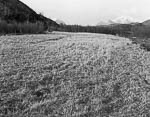 Meadow, Meløy, 1978