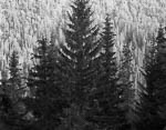 Spruce forest, Tinn, 1984