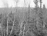Landscape #57, Eggedal, 1992