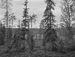 Metsä 68, Värriö, Savukoski, Finland, 2013*<br>Лес 68, Вярриё, Савукоски, Финляндия, 2013*