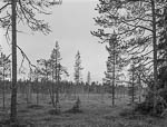 Metsä 88, Luosto, Sodankylä, Finland, 2013*<br>Лес 88, Луосто, Соданкюля, Финляндия, 2013*