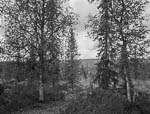 Metsä 96, Äkäskero, Muonio, Finland, 2013<br>Лес 96, Якяскеро, Муонио, Финляндия, 2013