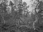 Metsä 149, Pasvik, Sør-Varanger, Norway, 2014*<br>Лес 149, Пасвик, Сёр-Варангер, Норвегия, 2014*
