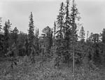 Metsä 192, Verkhnetulomskoe, Kola, Russia, 2014*<br>Лес 192, Верхнетуломское, Кольский район, Россия, 2014*