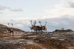 Reinsdyr, Kjellmannsåsen <br> Reindeer, Kjellmannsåsen