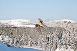 Gråberg fra Hyttemalmen <br> Unloading waste rock from Hyttemalmen